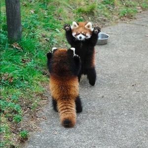 Meet your Posher, Cody